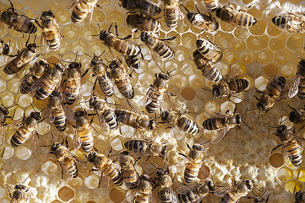 Bee Good products made from British bees